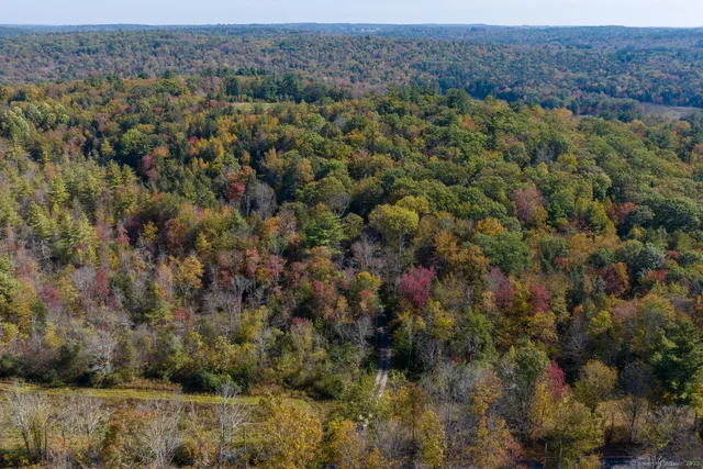 a view of a bunch of trees and bushes