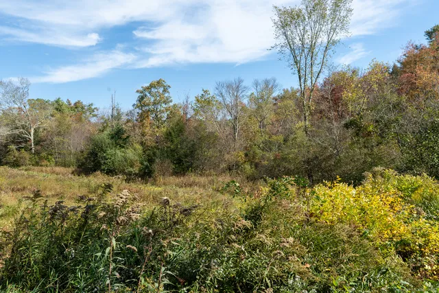 a view of a bunch of trees and bushes