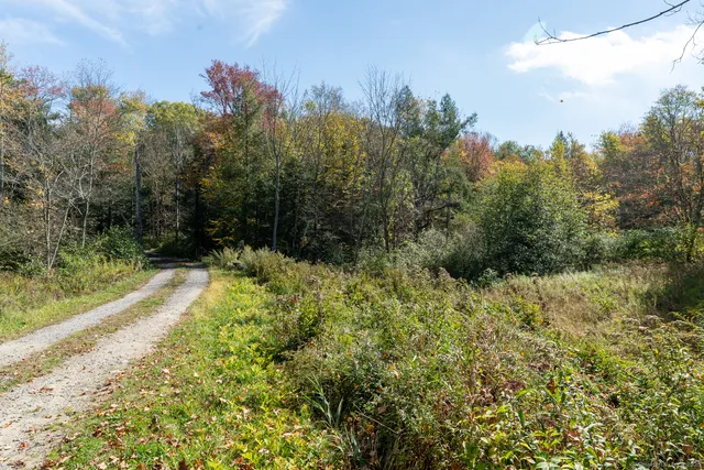 a view of a yard with a tree