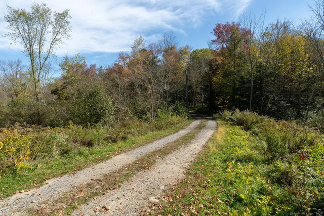 a view of a forest with trees in the background