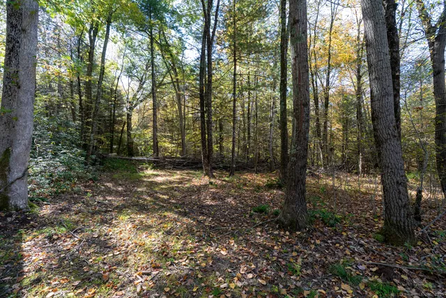 a view of a yard with a tree