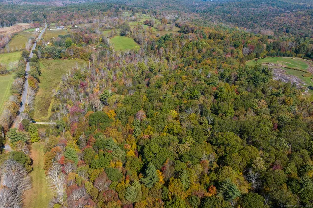 a view of a forest with a street