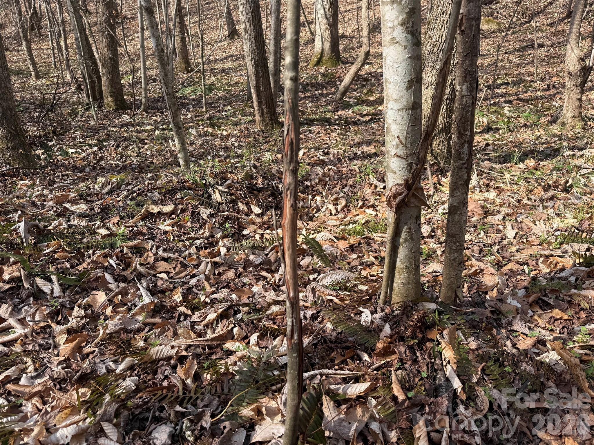 1164 Robert C Kellam Road Pinnacle, NC 27043 - Photo 24 of 48 view of a yard