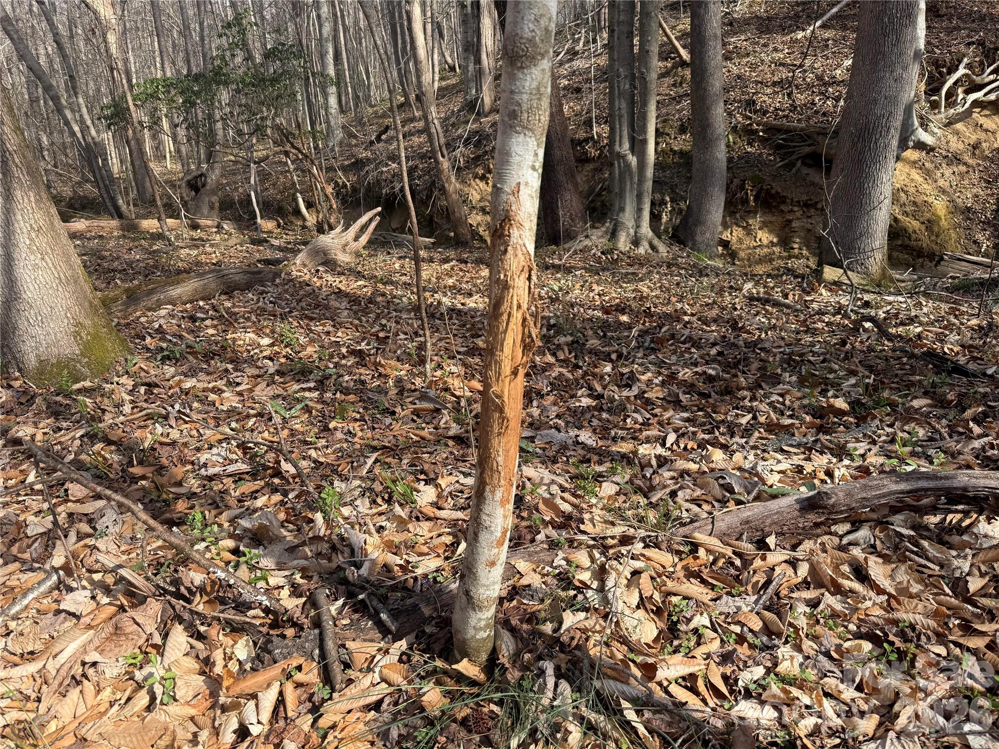 1164 Robert C Kellam Road Pinnacle, NC 27043 - Photo 26 of 48 a view of a forest