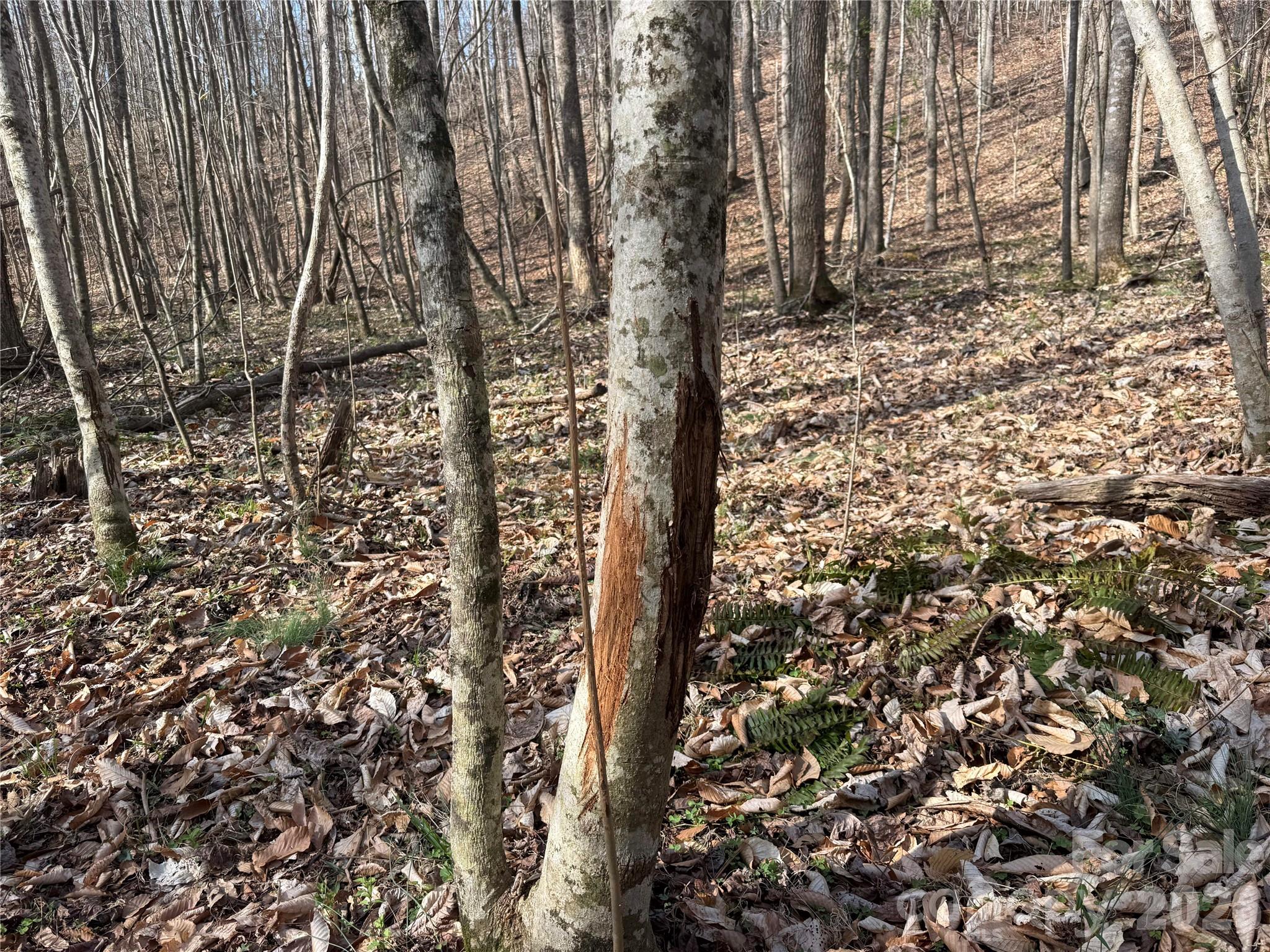 1164 Robert C Kellam Road Pinnacle, NC 27043 - Photo 29 of 48 a view of a yard with plants and wooden fence
