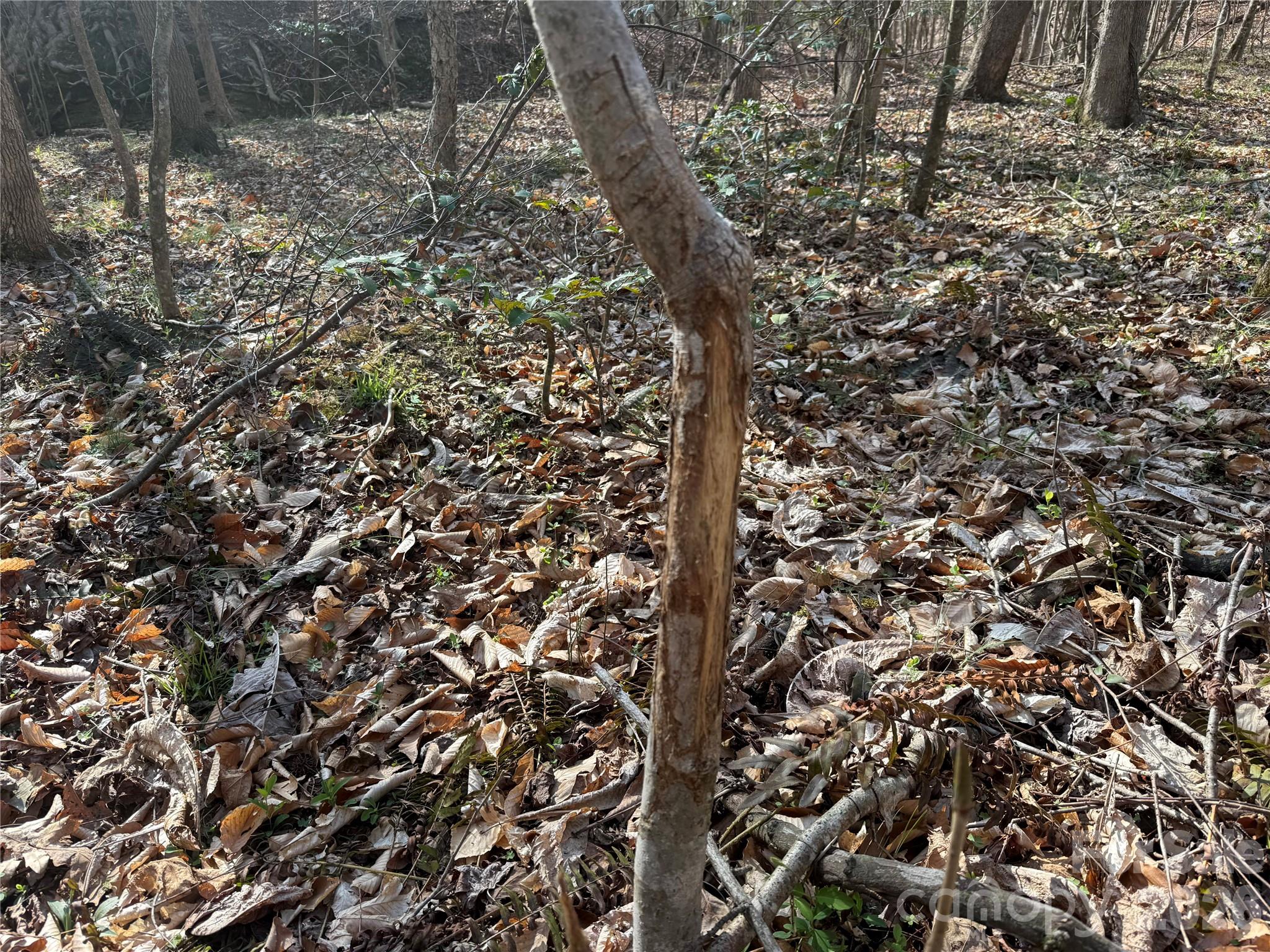 1164 Robert C Kellam Road Pinnacle, NC 27043 - Photo 30 of 48 a view of a tree