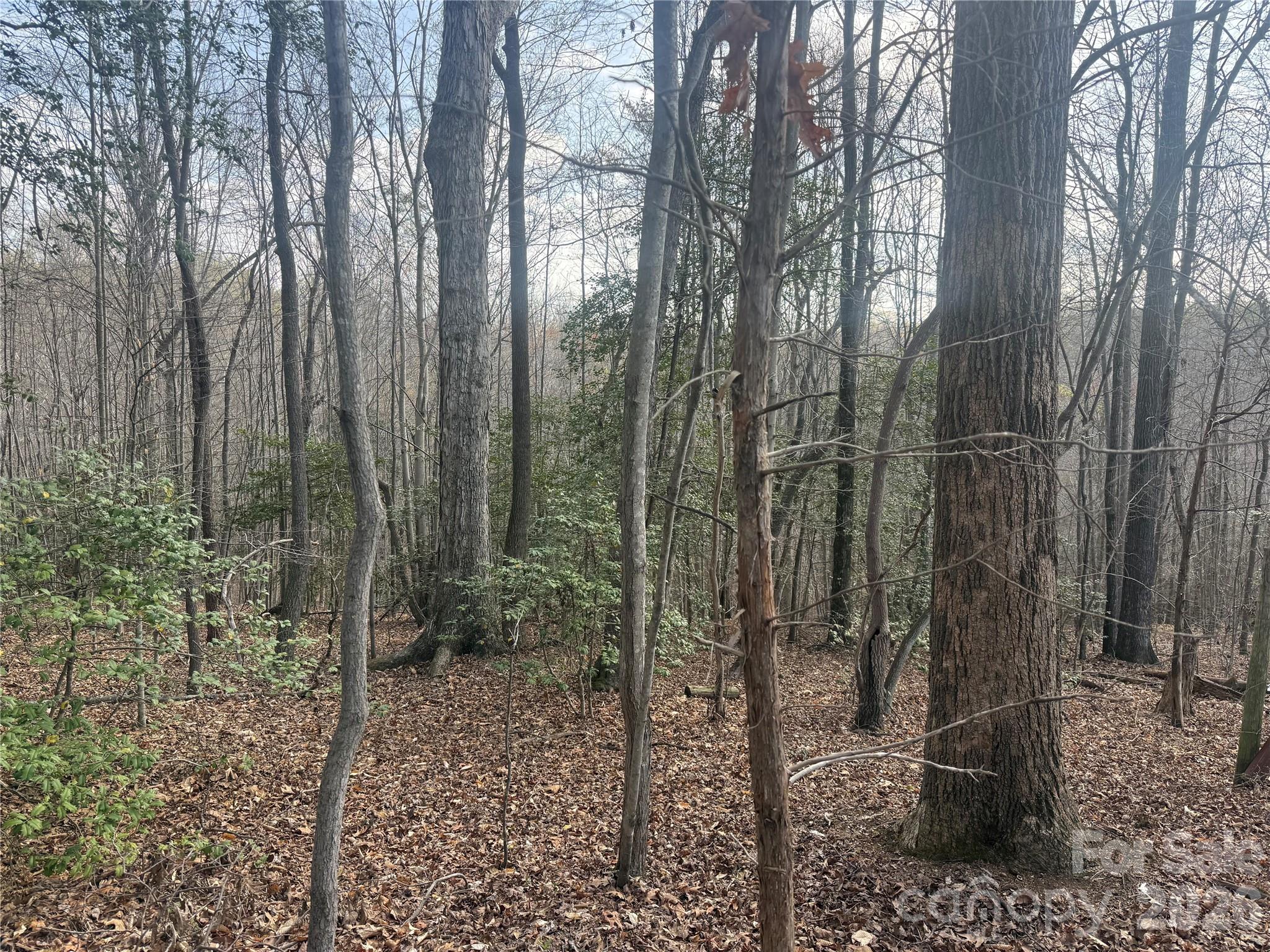 1164 Robert C Kellam Road Pinnacle, NC 27043 - Photo 41 of 48 a view of a forest