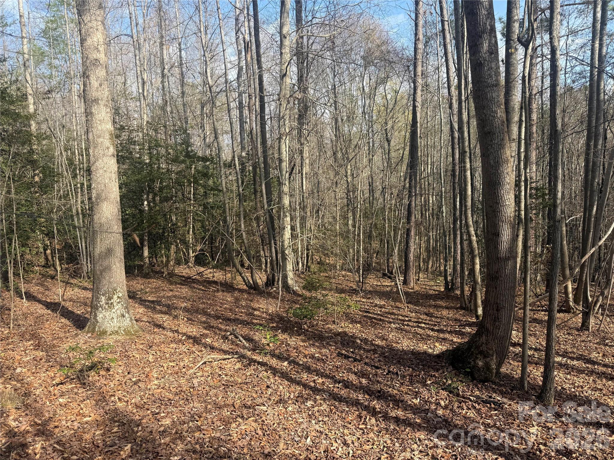 1164 Robert C Kellam Road Pinnacle, NC 27043 - Photo 42 of 48 a view of a backyard with trees