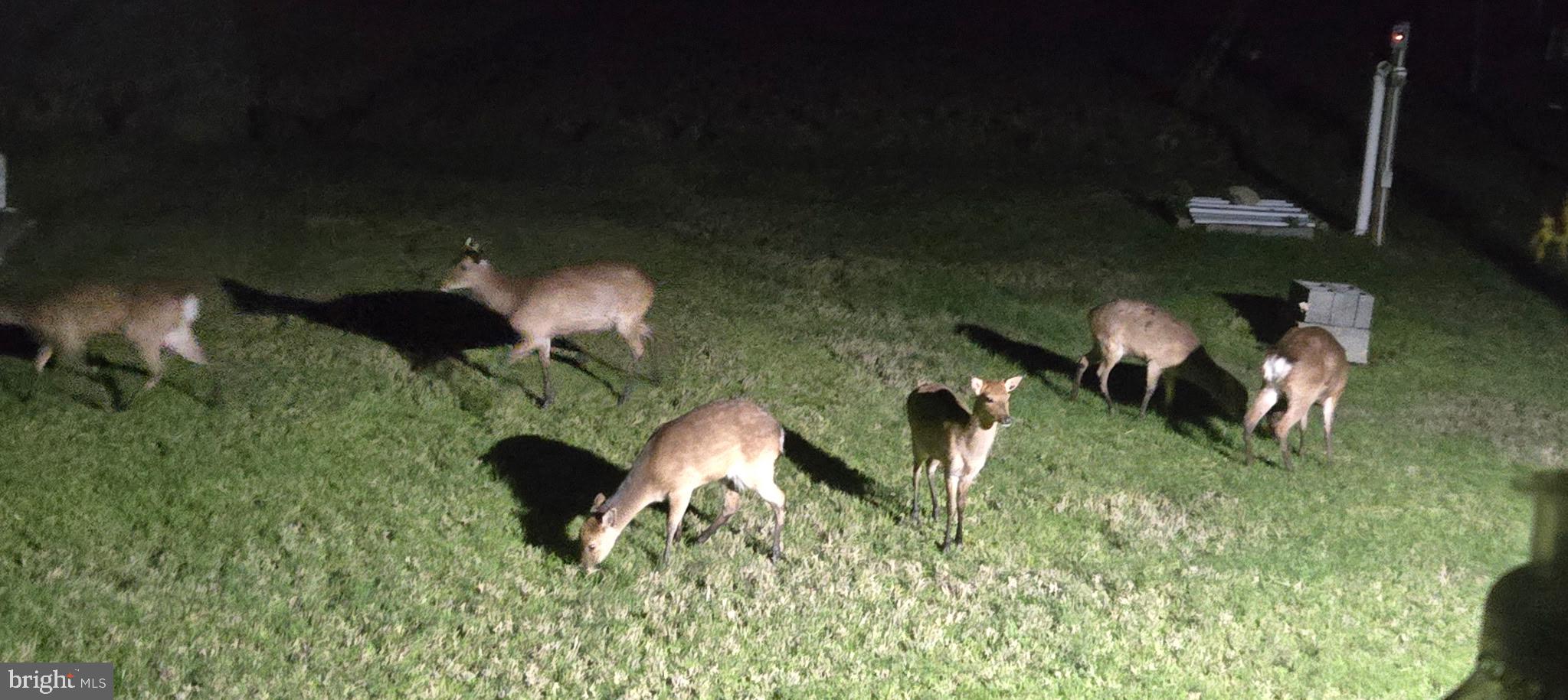 1511 Crocheron Road Crocheron, MD 21627 - Photo 62 of 76 Deer grazing under the moonlight.