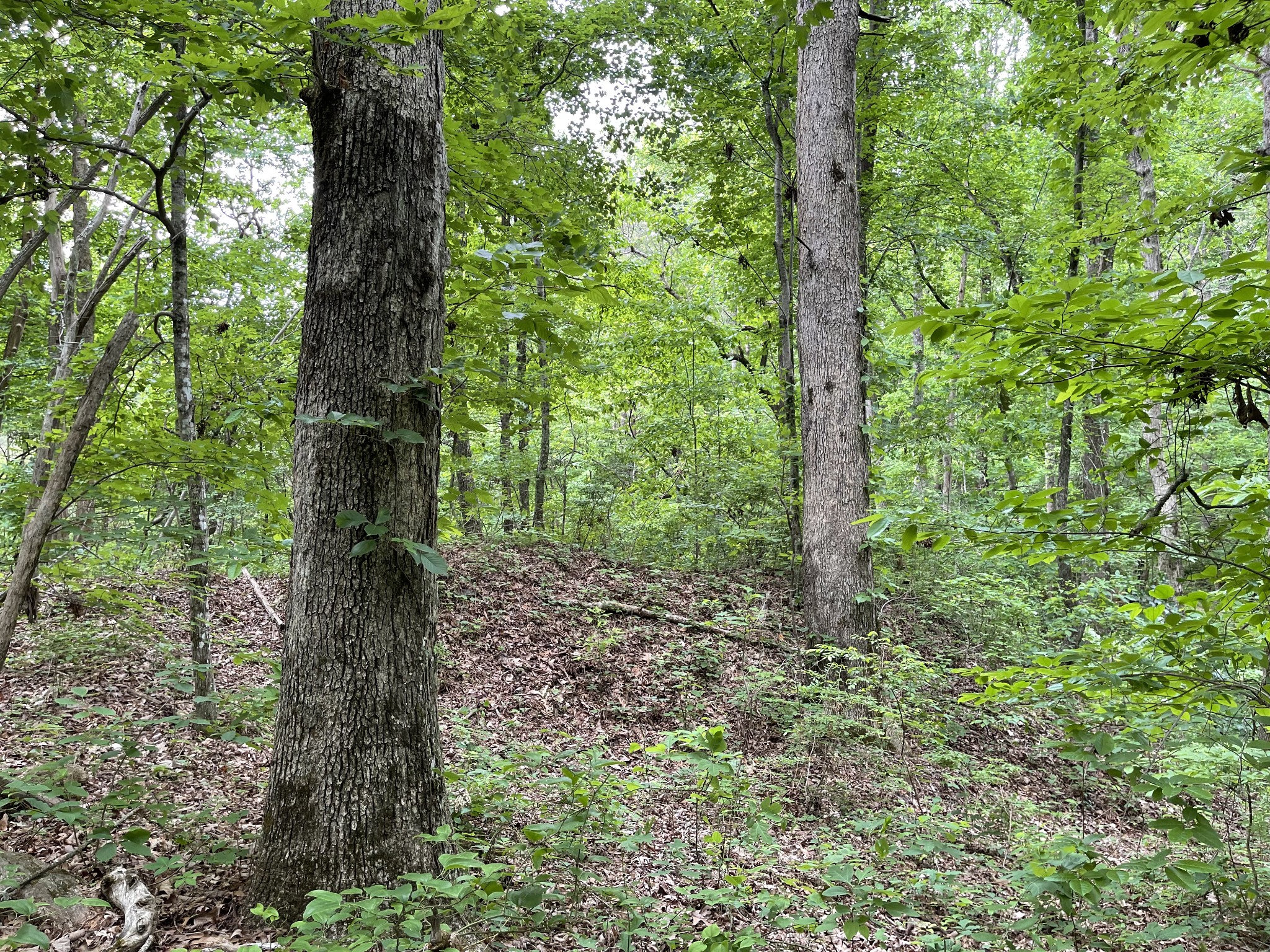 328 James Turner Road Tracy City, TN 37387 - Photo 12 of 16