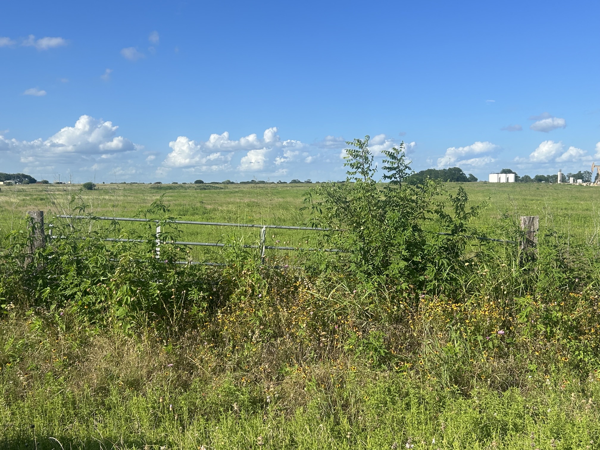 9012 Fm 141 Road Dime Box, TX 77853 - Photo 3 of 8 A tranquil, undeveloped lot ready for your vision.
