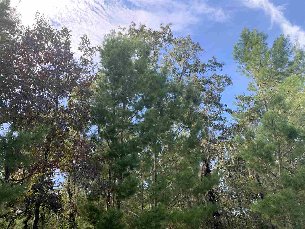 Lot 29 Reed Drive Perry, FL 32348 - Photo 3 of 19 Gallery Image 3