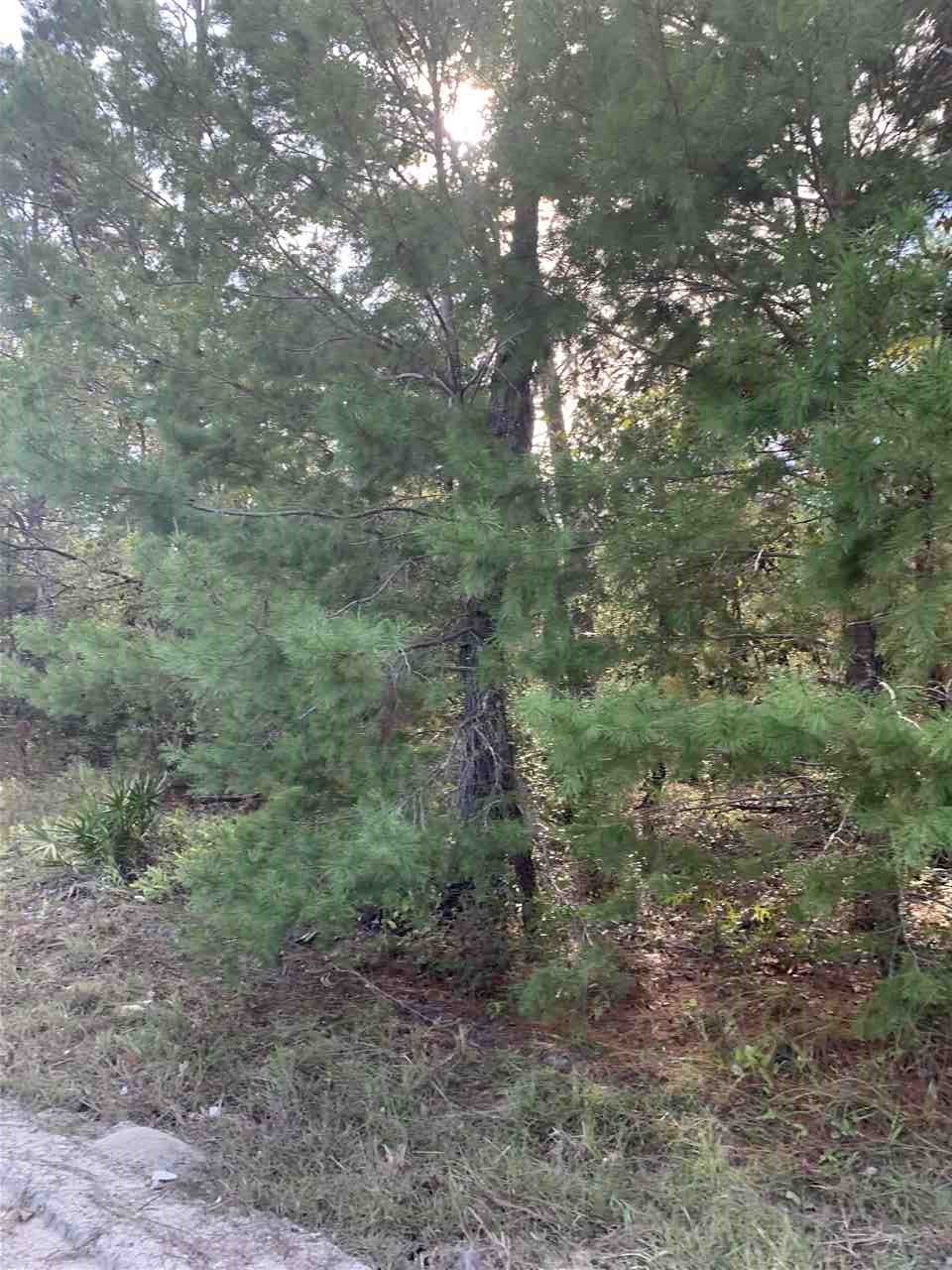 Lot 29 Reed Drive Perry, FL 32348 - Photo 10 of 19 Gallery Image 10