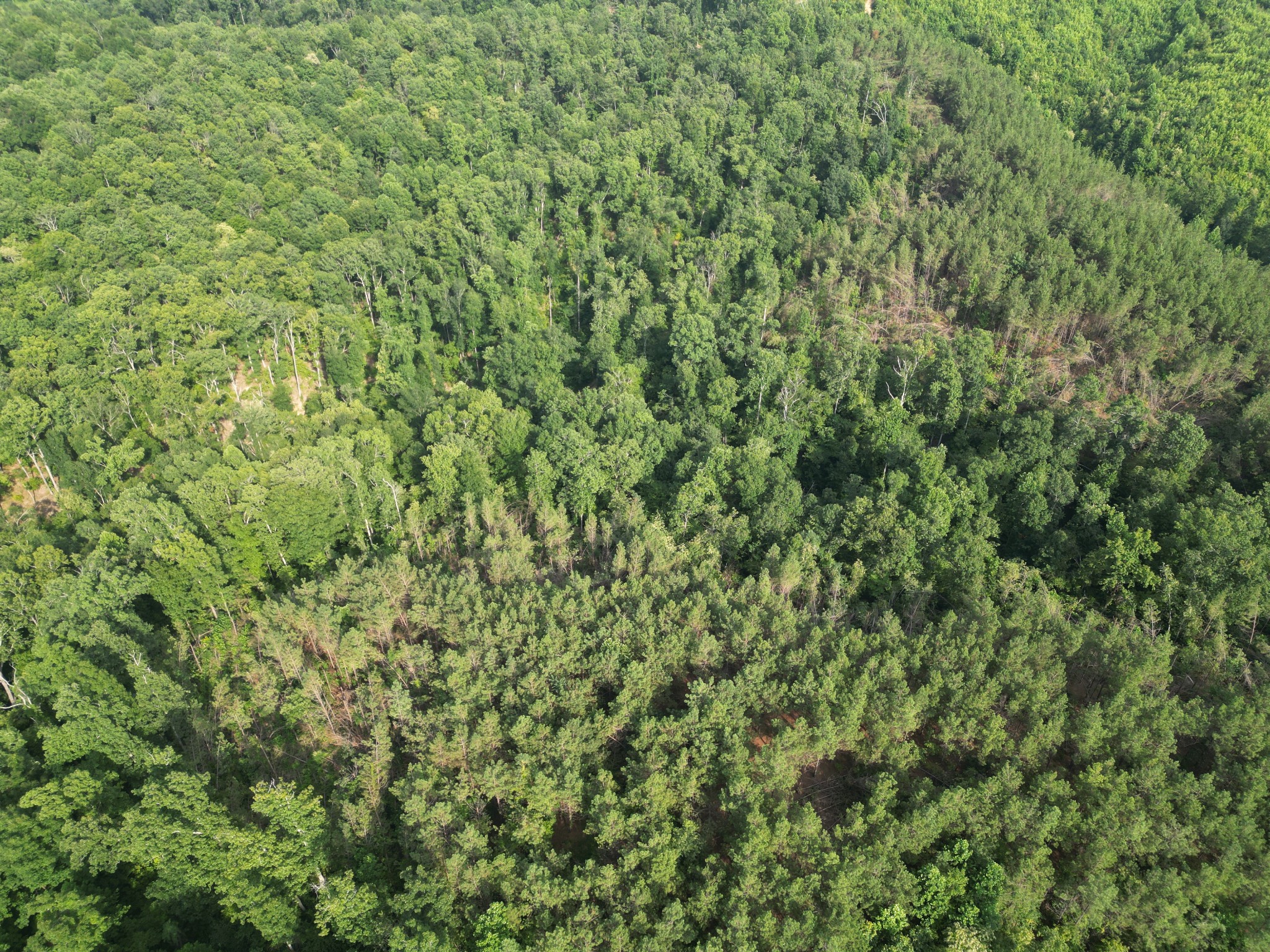 0 Toll Hollow Road Waynesboro, TN 38485 - Photo 37 of 43