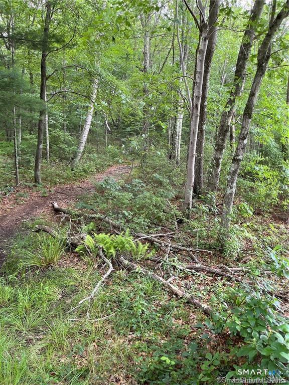 353 Allentown Road Plymouth, CT 06786 - Photo 3 of 9 a view of a forest with trees