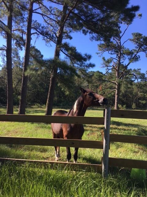 72120 Joseph Road Covington, LA 70433 - Photo 23 of 27