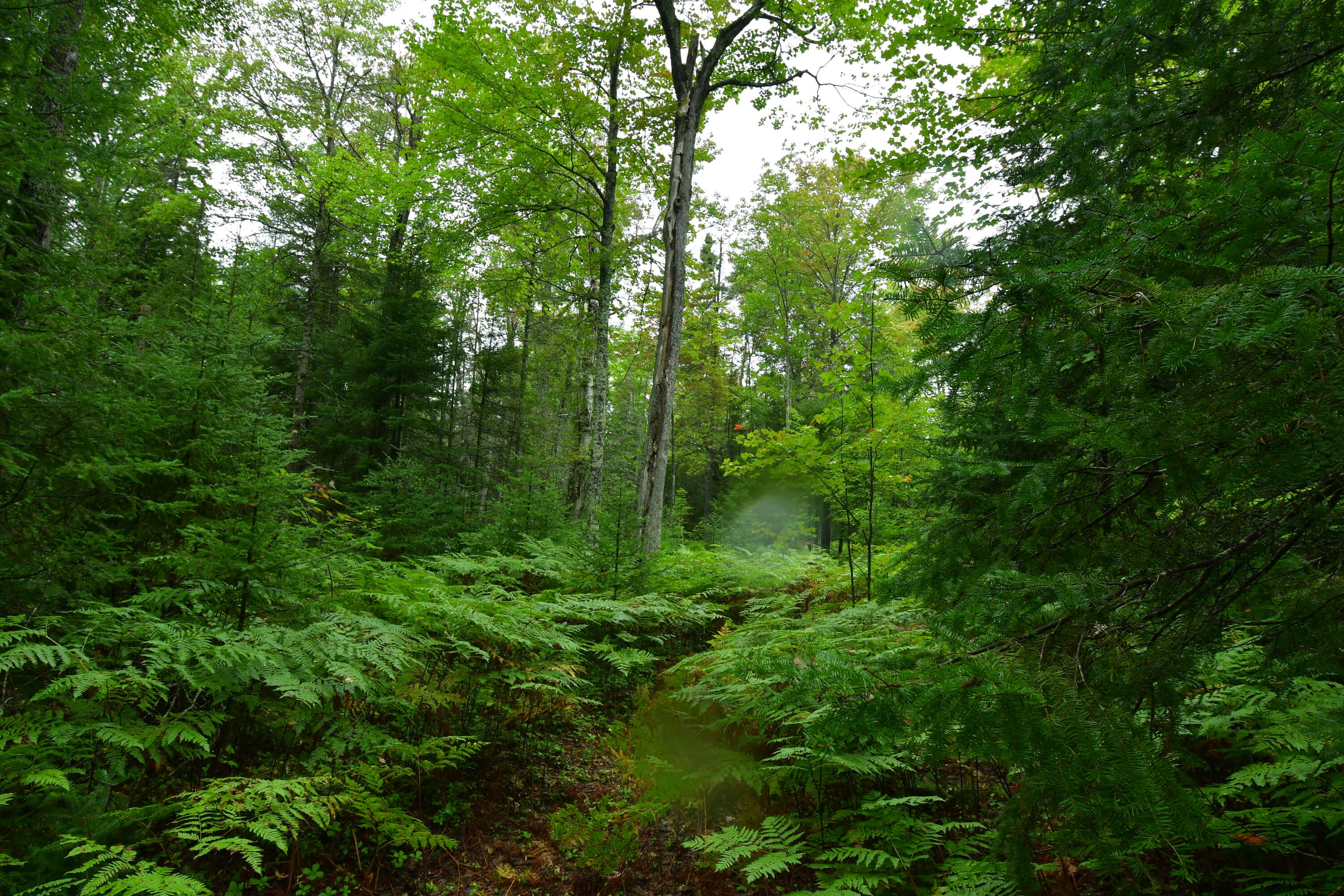 23 East 23 Mile Road Pickford, MI 49774 - Photo 44 of 47 Gallery Image 44