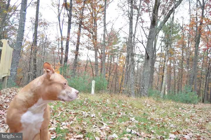 393 Timber Run Road Mathias, WV 26812 - Photo 30 of 31