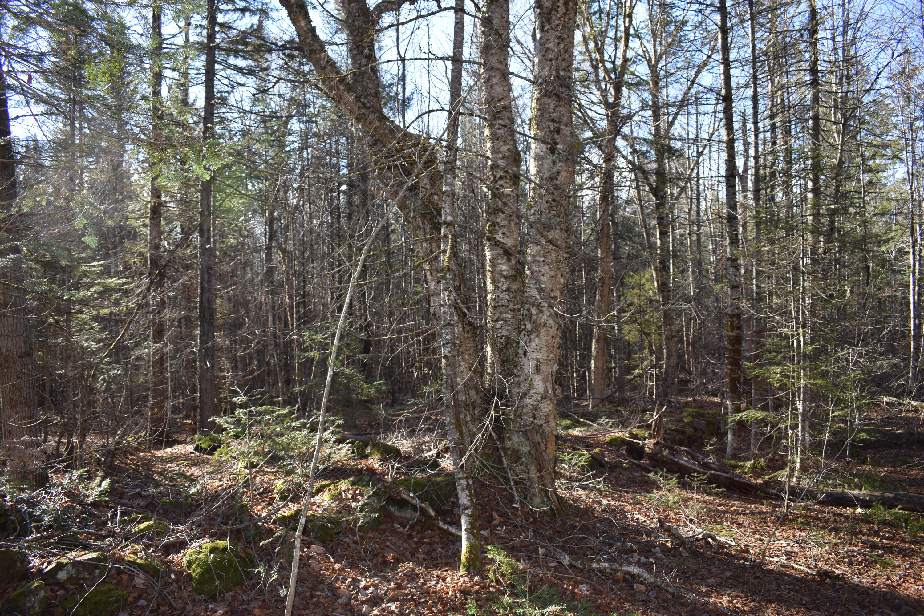 Lot 21-11 Moores Road Springfield, ME 04487 - Photo 11 of 17 DSC_0378