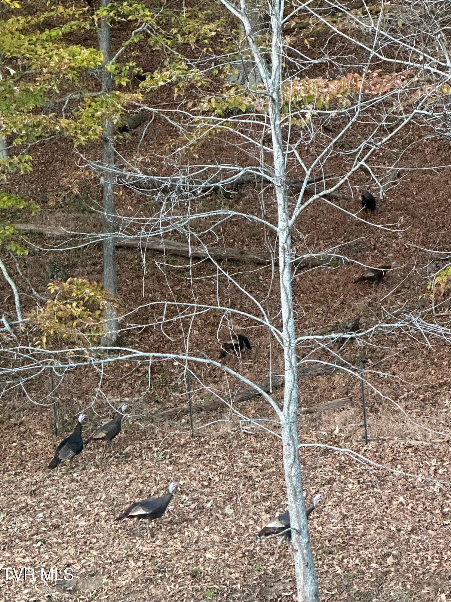 375 Middle Creek Road Afton, TN 37616 - Photo 108 of 119 Turkey 03