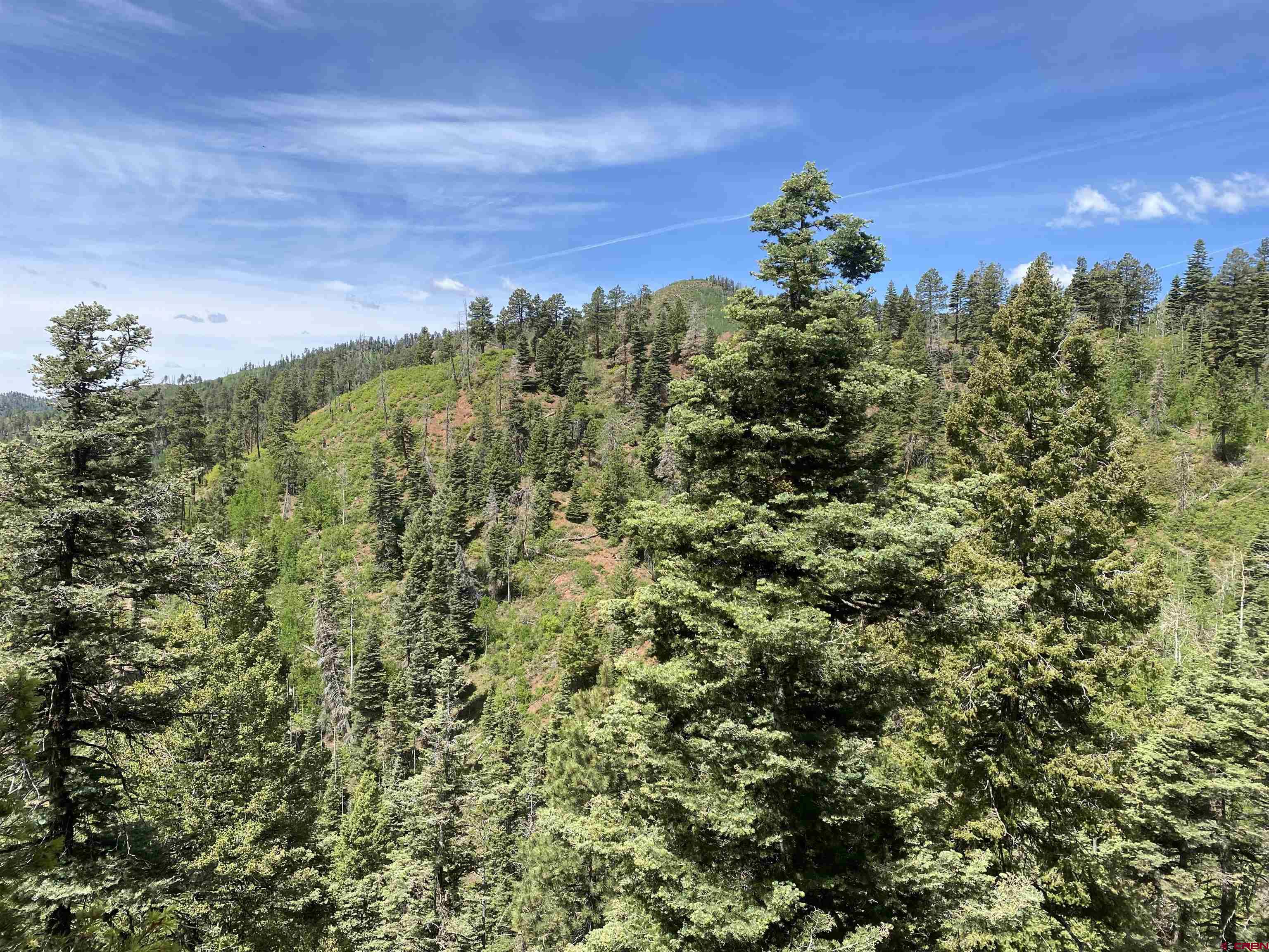 243 County Road 243 Durango, CO 81301 - Photo 7 of 10 a view of a bunch of trees
