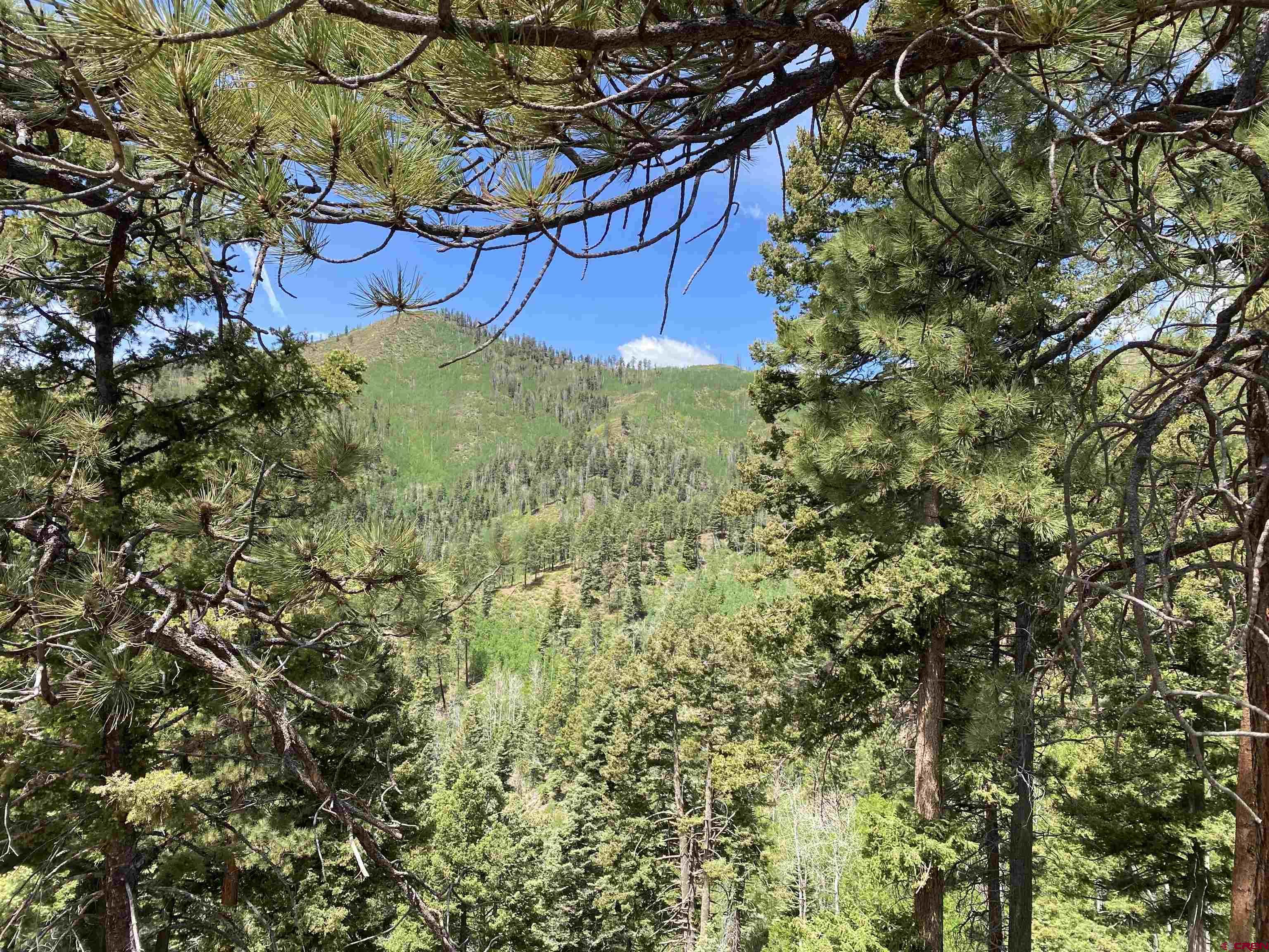 243 County Road 243 Durango, CO 81301 - Photo 10 of 10 a view of a yard
