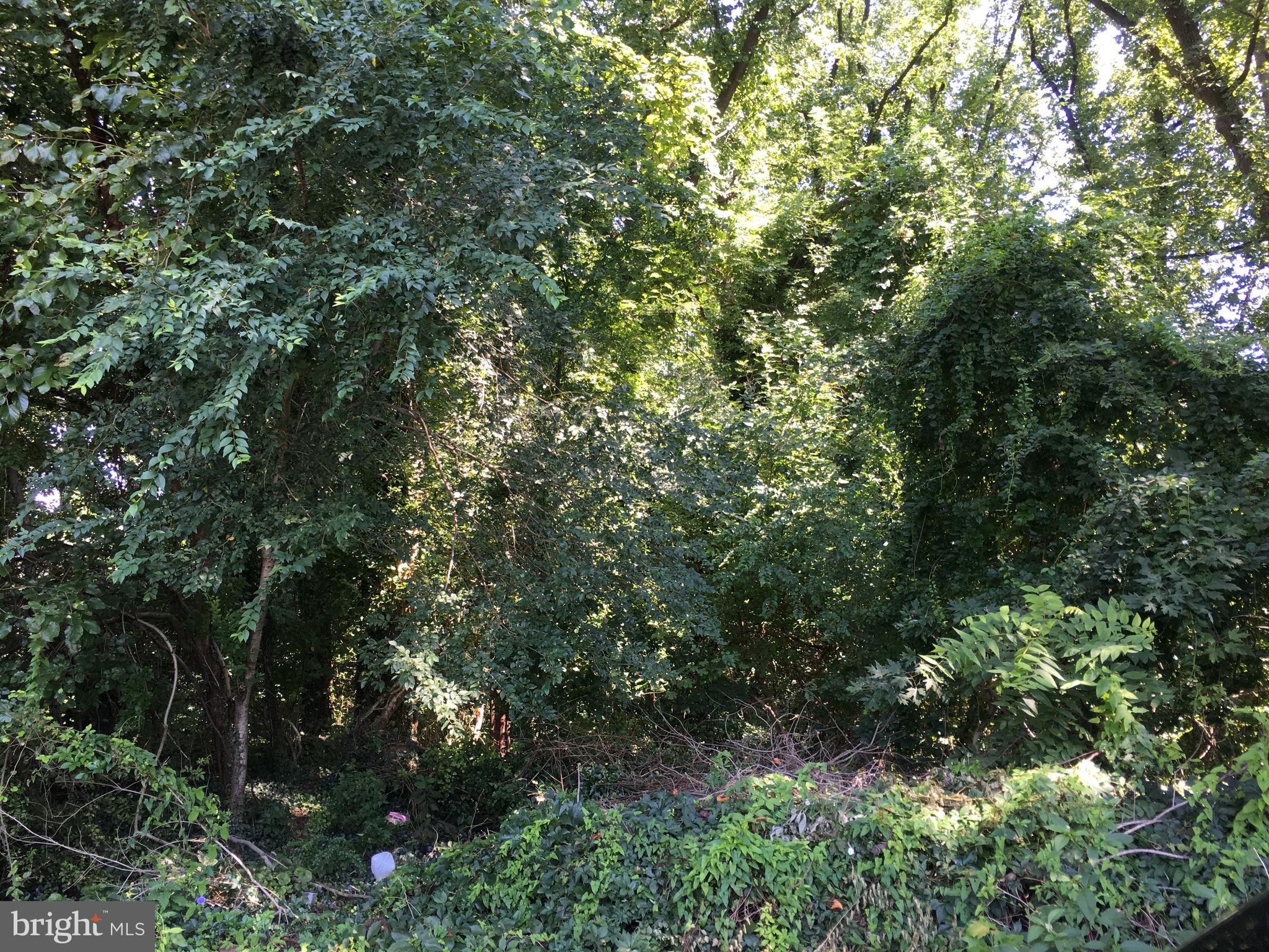 a view of a forest with plants and trees