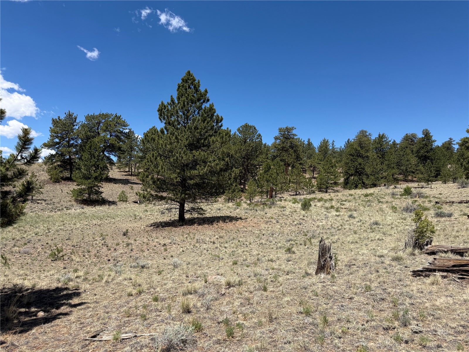 595 Bridle Path Hartsel, CO 80449 - Photo 3 of 23