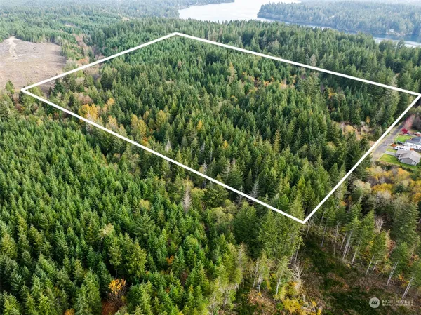 a view of a forest with trees in the background