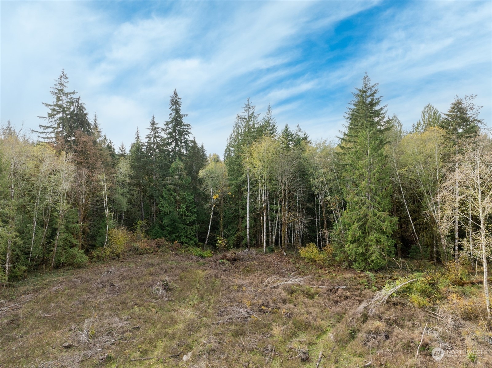 0 East Strong Road, Unit 43 Shelton, WA 98584 - Photo 2 of 9 a view of a forest with trees in the background
