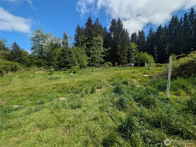 a view of a lush green space