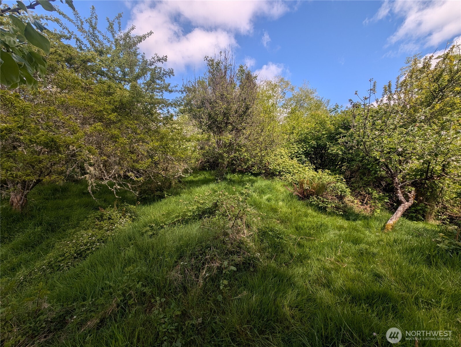 235 Delta Wing Drive Forks, WA 98331 - Photo 19 of 40 a view of a lush green forest