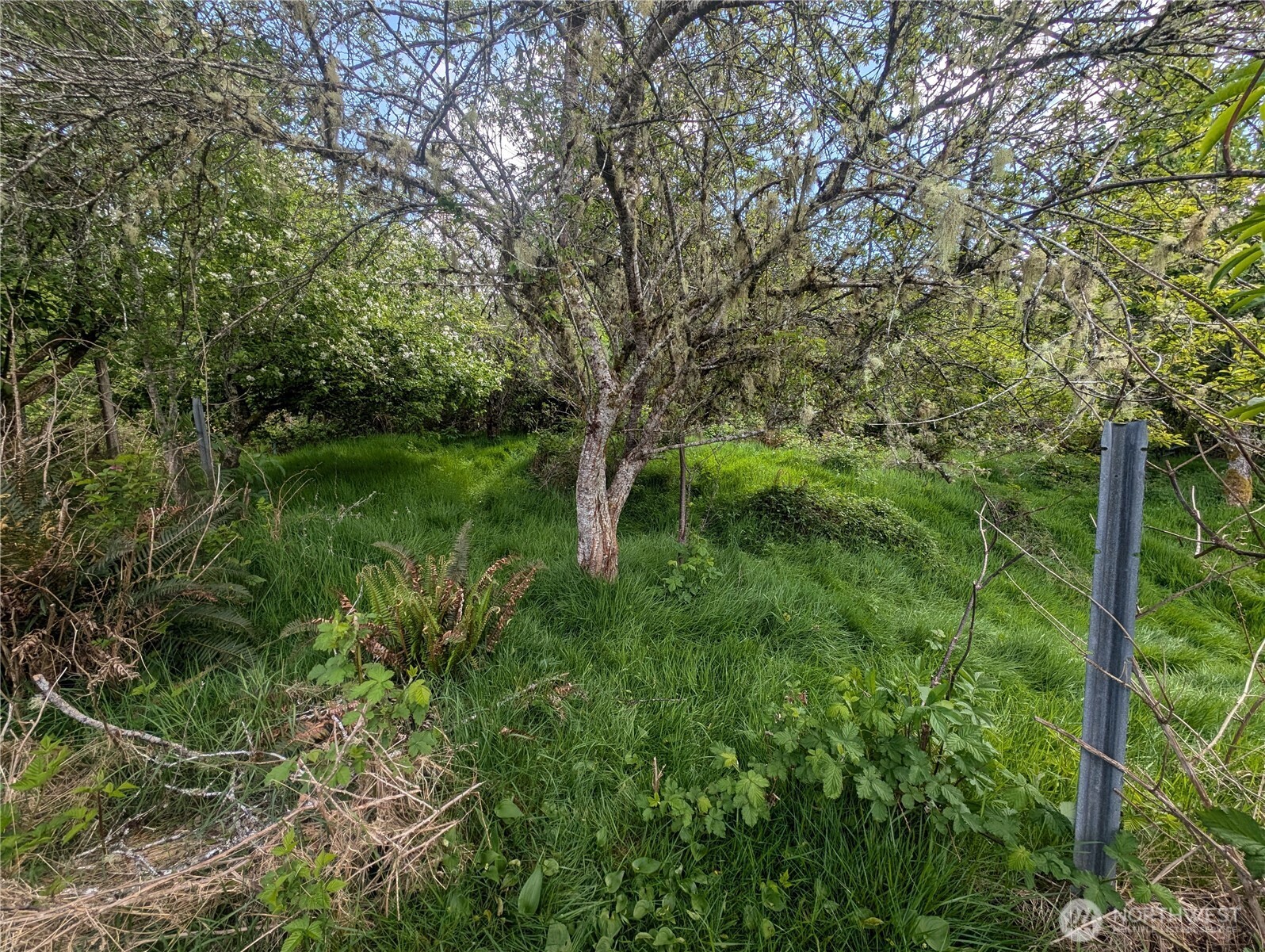 235 Delta Wing Drive Forks, WA 98331 - Photo 20 of 40 a view of a lush green forest