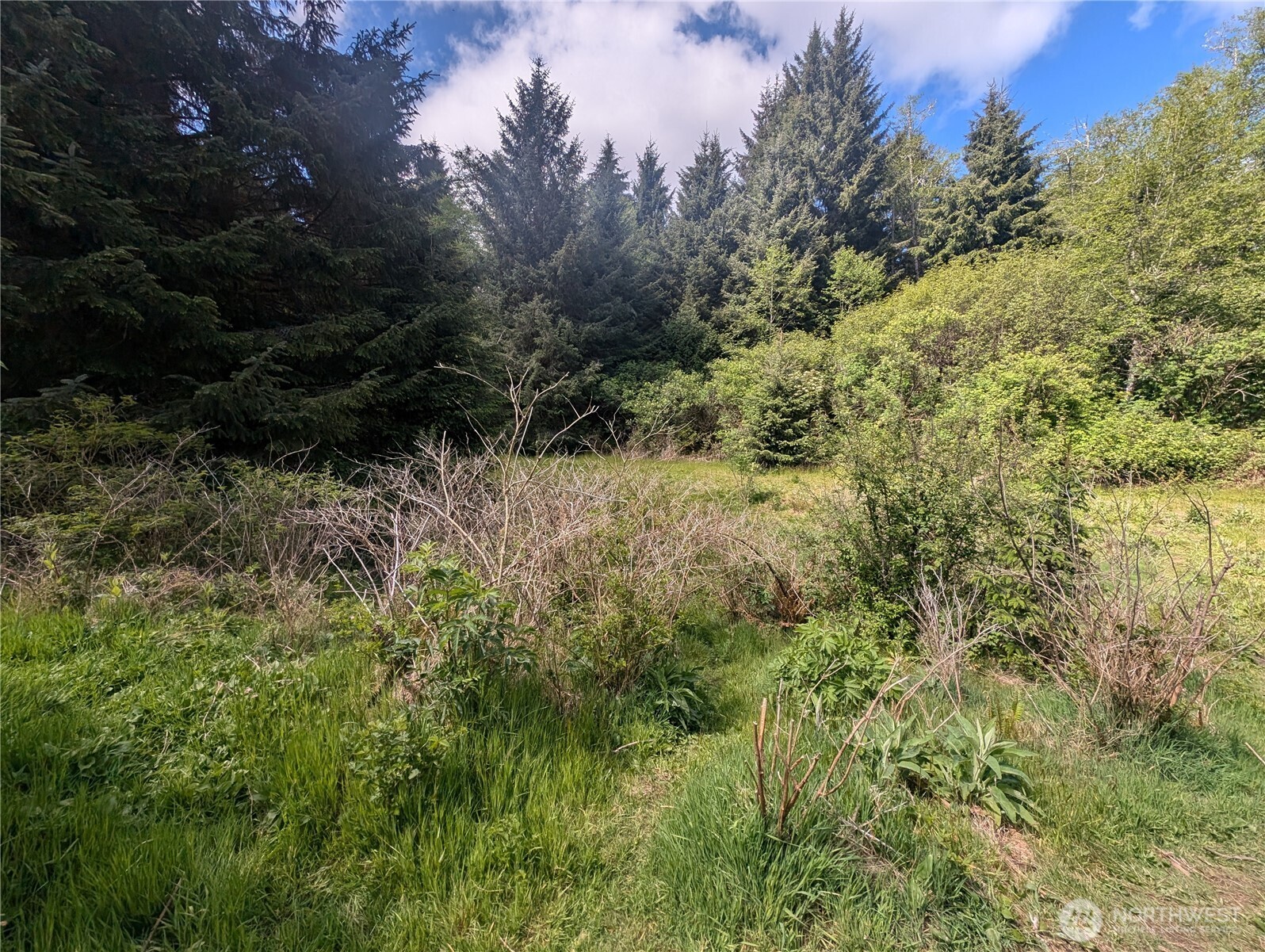 235 Delta Wing Drive Forks, WA 98331 - Photo 22 of 40 a view of a forest with a tree