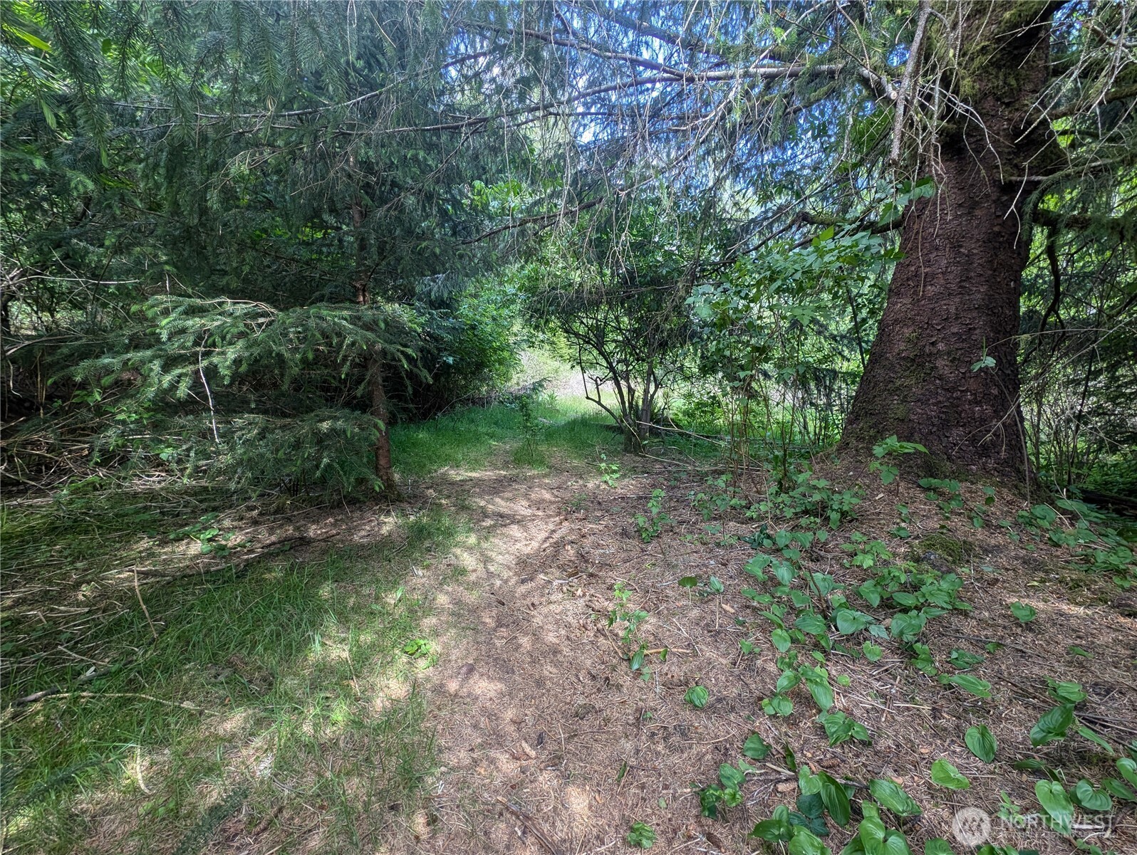 235 Delta Wing Drive Forks, WA 98331 - Photo 24 of 40 a view of a forest with trees in the background