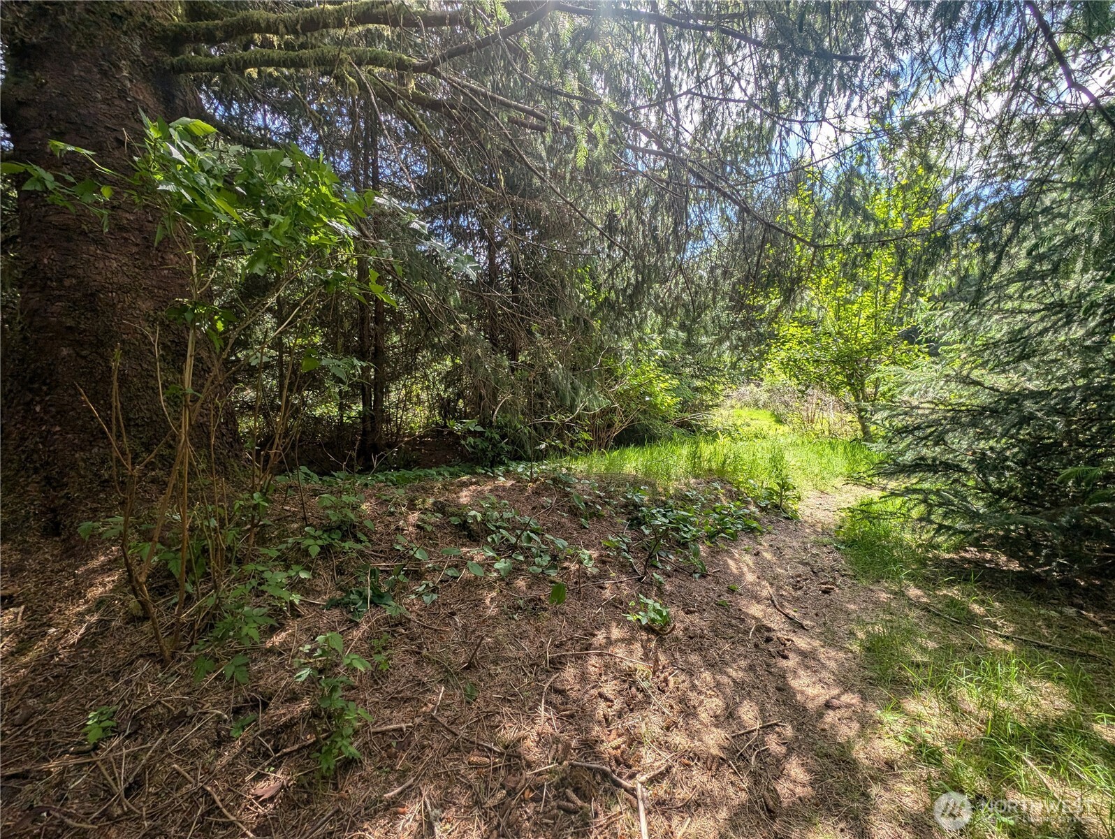 235 Delta Wing Drive Forks, WA 98331 - Photo 25 of 40 a view of outdoor space and trees