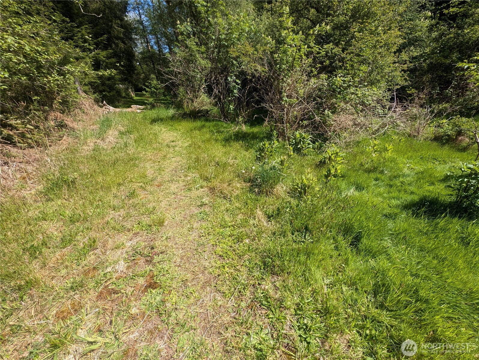 235 Delta Wing Drive Forks, WA 98331 - Photo 26 of 40 a view of a yard with a tree