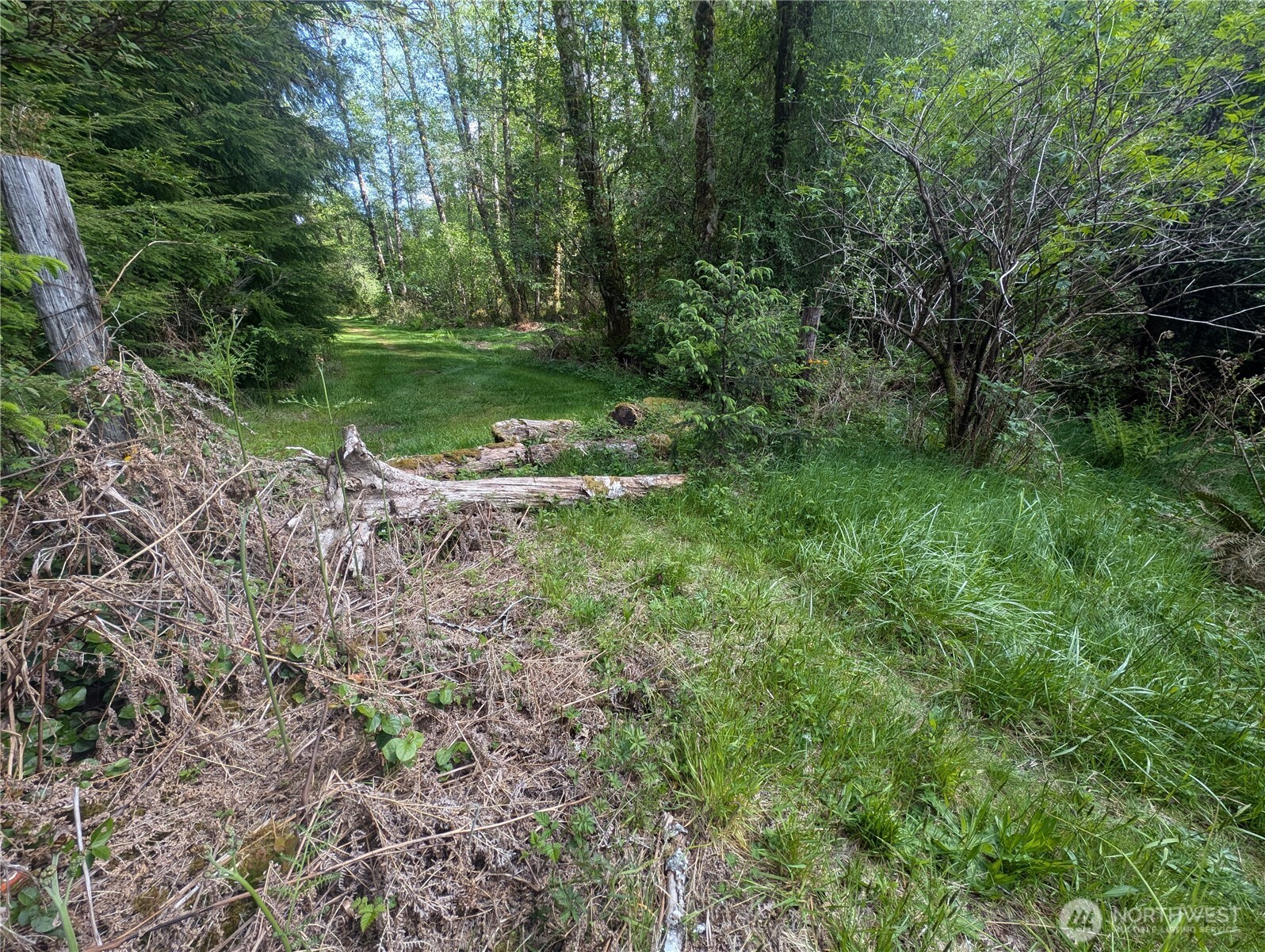 235 Delta Wing Drive Forks, WA 98331 - Photo 27 of 40 a view of a forest filled with a trees
