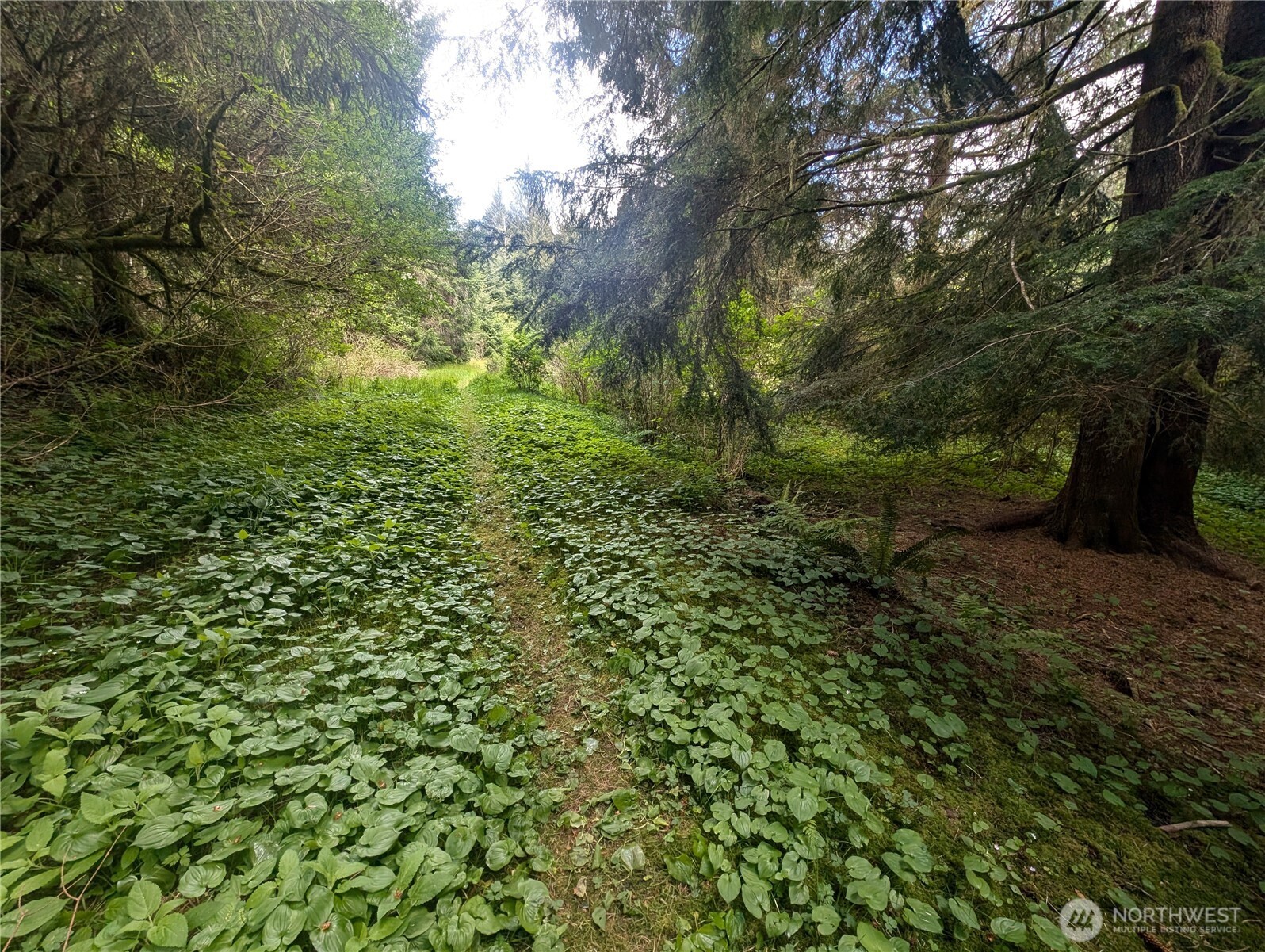 235 Delta Wing Drive Forks, WA 98331 - Photo 30 of 40 a view of outdoor space and trees