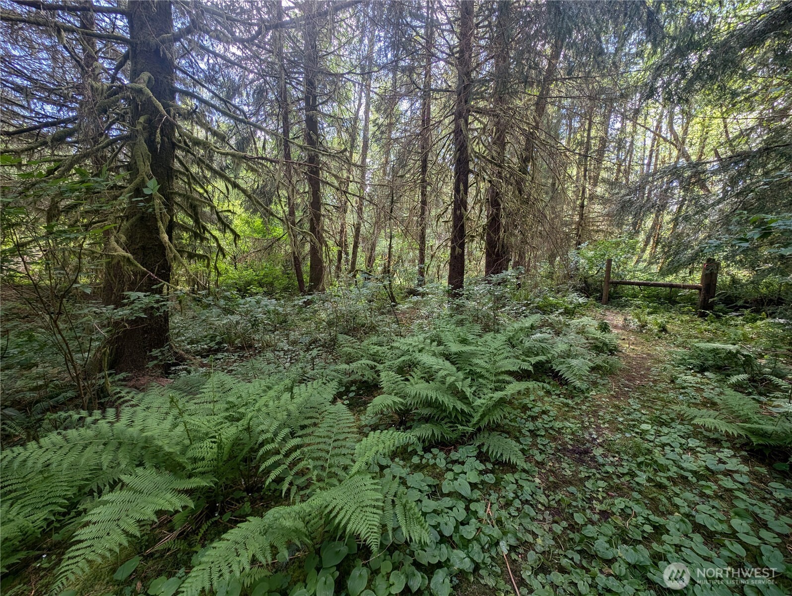 235 Delta Wing Drive Forks, WA 98331 - Photo 31 of 40 a view of a forest with lots of trees