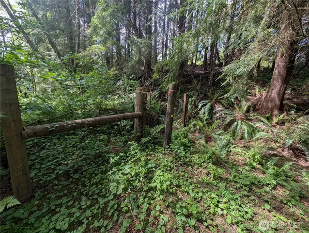 a view of a yard with plants and large trees