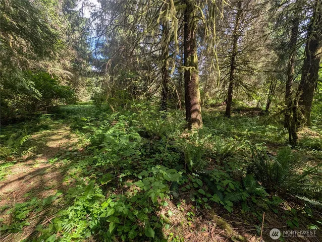 a view of a lush green forest