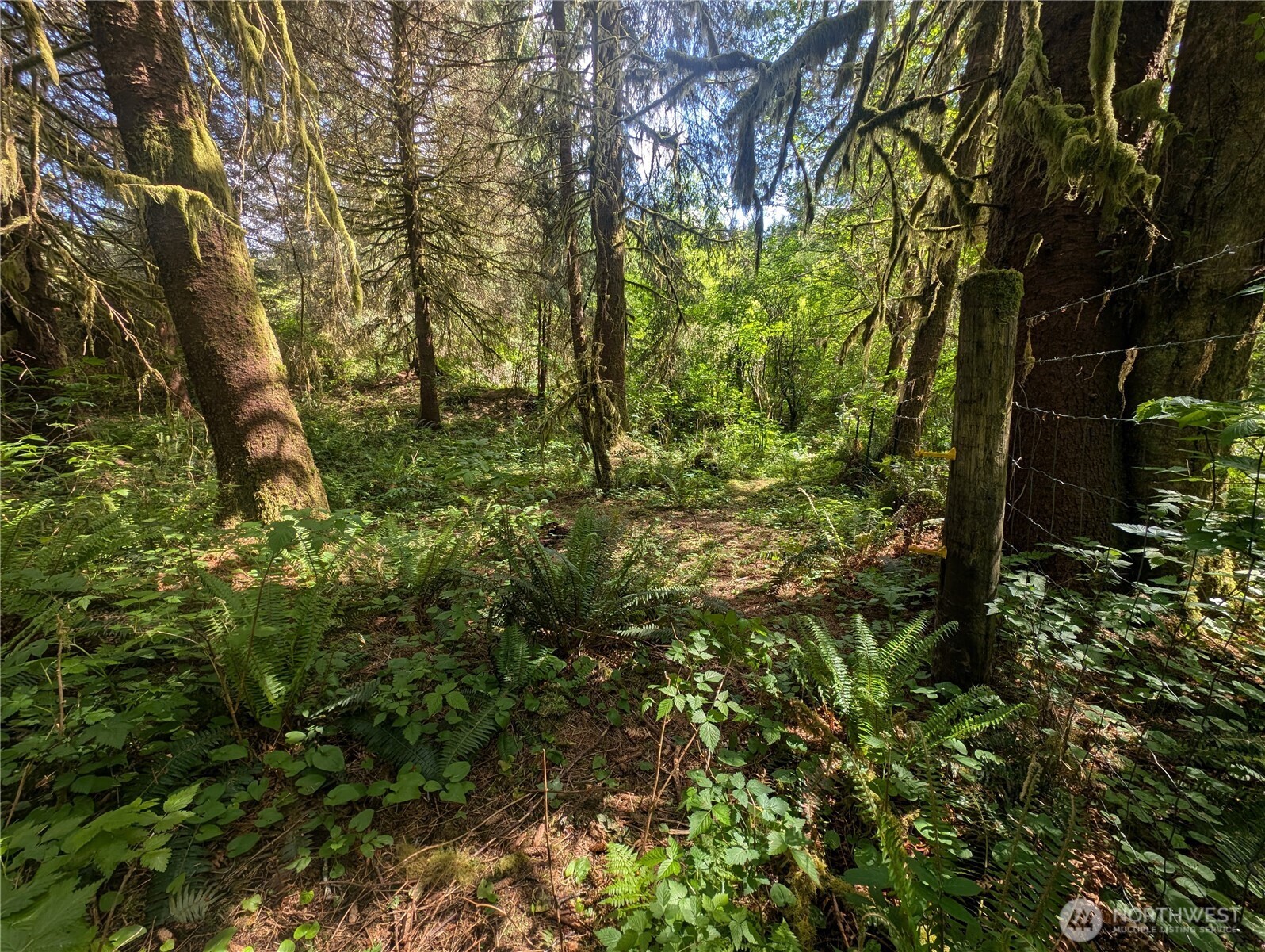 235 Delta Wing Drive Forks, WA 98331 - Photo 35 of 40 a view of a forest