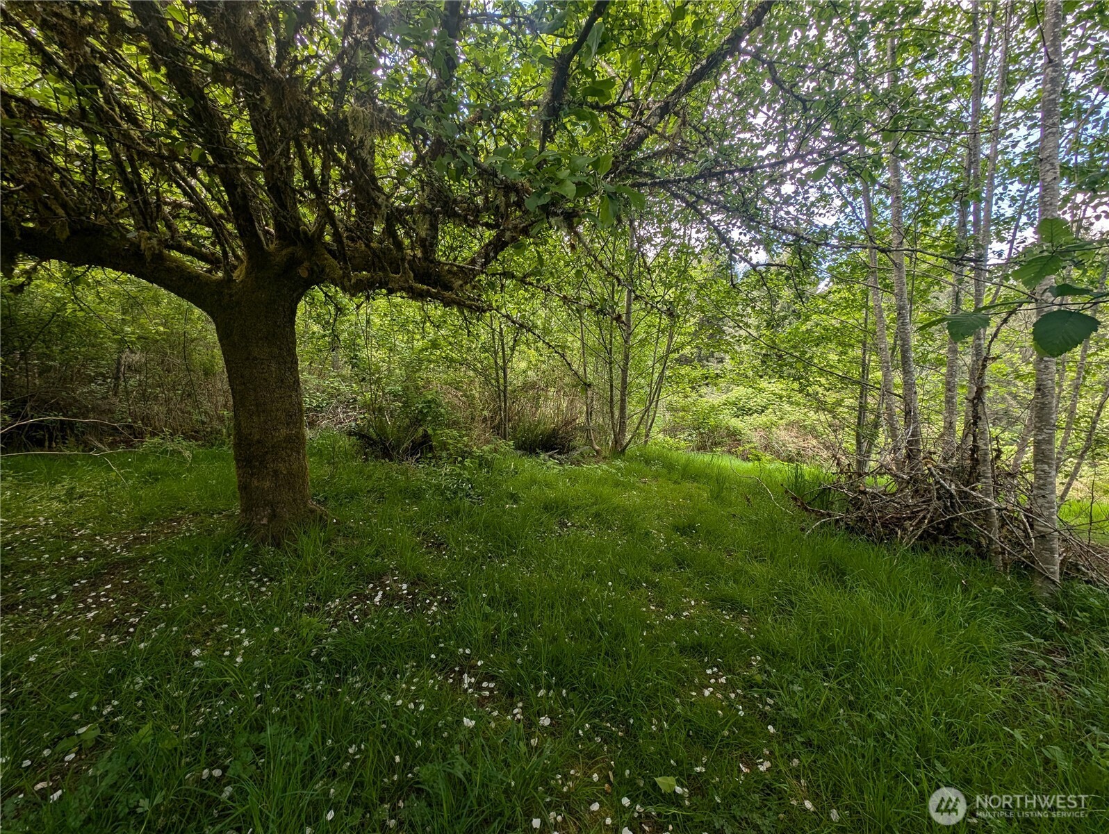 235 Delta Wing Drive Forks, WA 98331 - Photo 37 of 40 a view of outdoor space and yard
