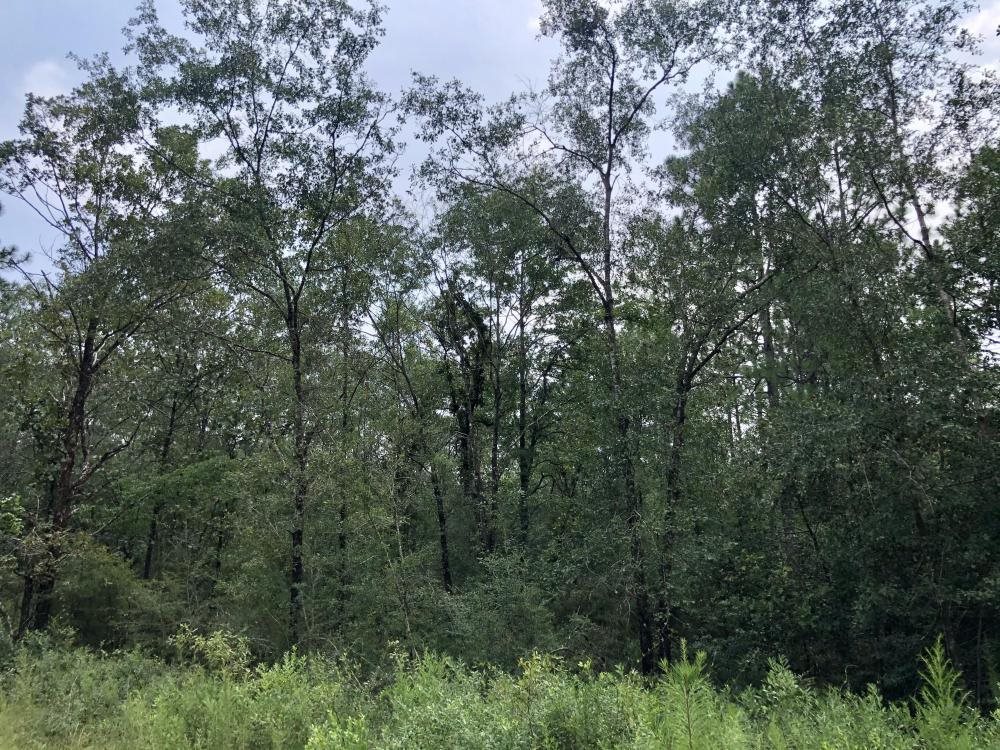 0 Private Road McIntosh, AL 36553 - Photo 12 of 21