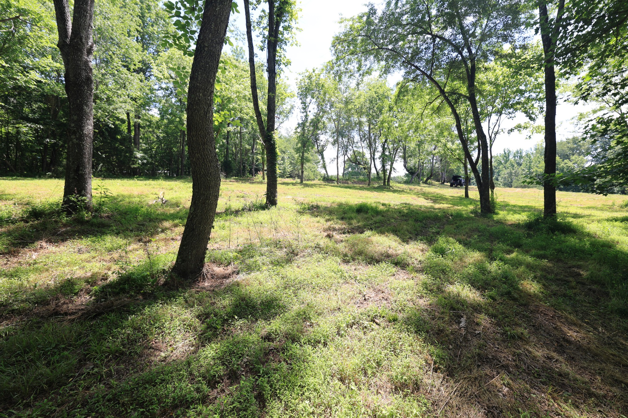 5 Poplar Ridge Lane Chapmansboro, TN 37035 - Photo 27 of 34 a view of a yard with a tree