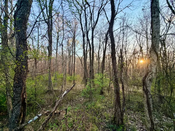 a view of a forest