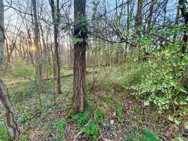 a view of a forest filled with trees