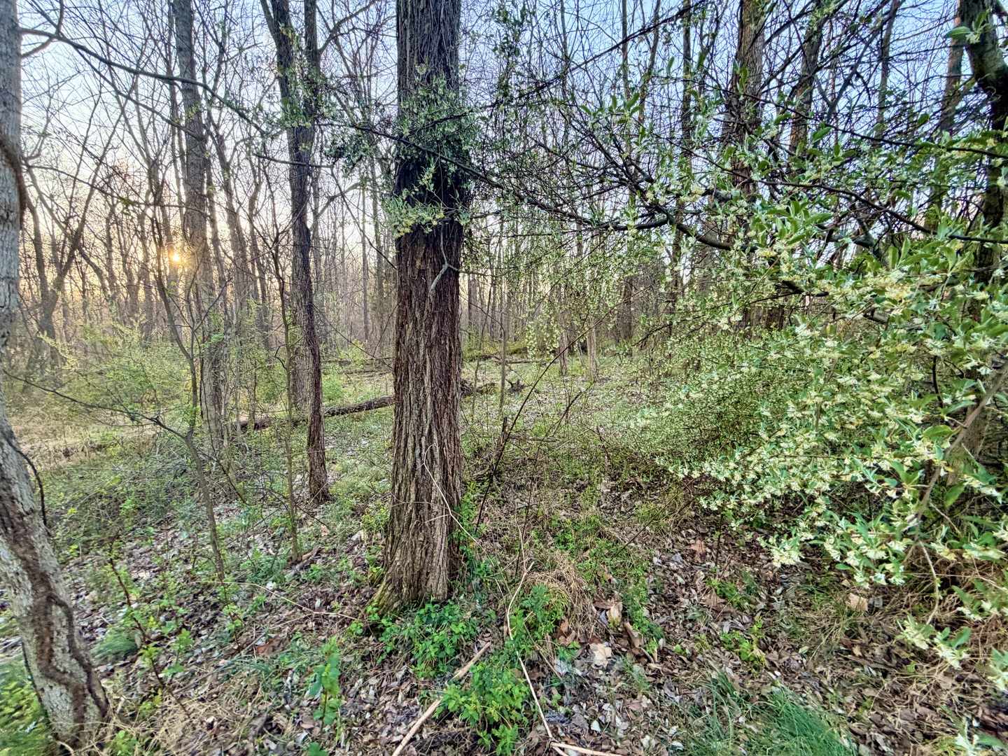 Il Highway Highway 145 Road Metropolis, IL 62960 - Photo 23 of 25