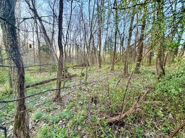 a view of yard with green space